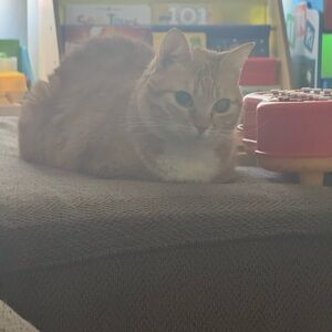 Antique Vintage Silver Plate Tray